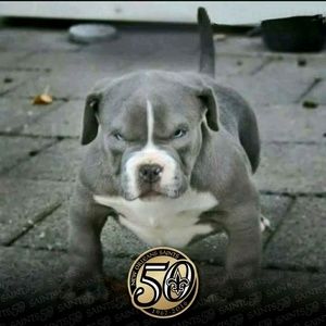 Meet your Posher, Phaedra